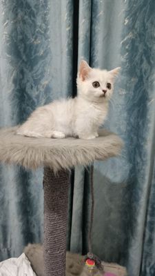 Продаётся чистокровный котёнок породы мэйчикин