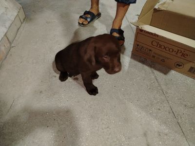Labrador retriver