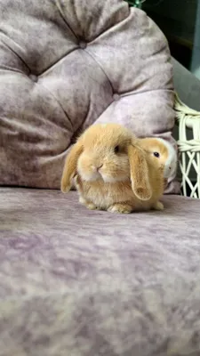 Декоративные карликовые кролики