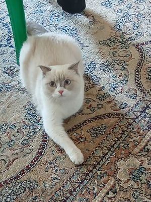 Сотилади зоти скотиш страйт