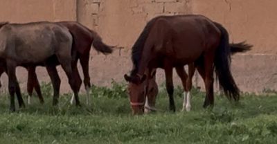 Тойлар сотилади.