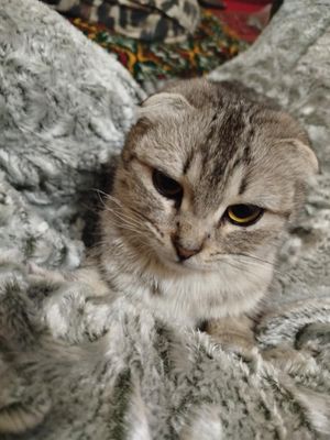 Scottish fold