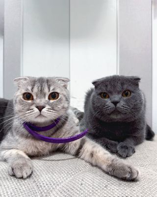 Кокша и Кот Scottish Fold