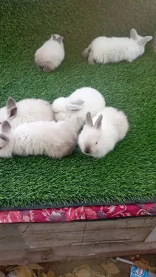 Kalif quyonchala sotiladi 6-ta