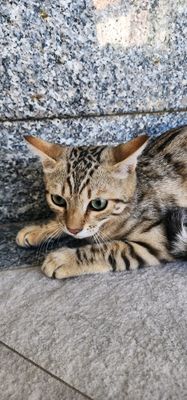Бенгальские котёнок мальчик 6 мес.