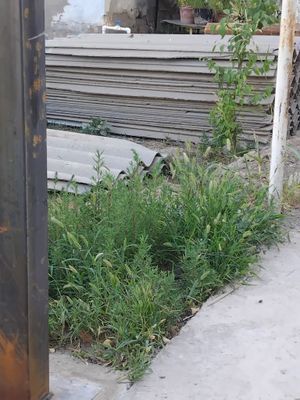 Б/У шифер сотилади