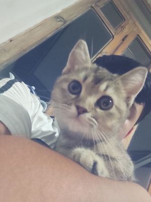 Zottor oʻyinqaroq va esli mushukcha