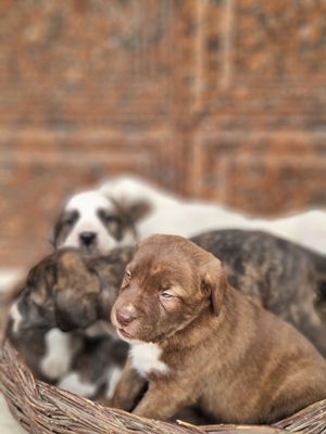 Pitbull..bollari sotiladi garantyasi bor tozza narsalar.