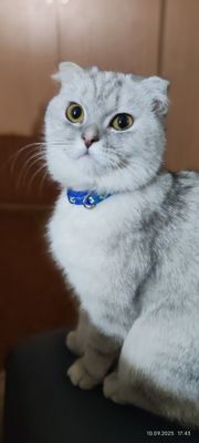 Шотландская кошка