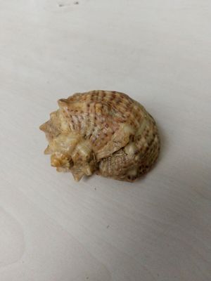 toza akvarim uchun chiğanoq