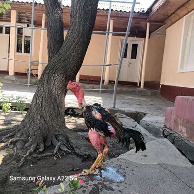 Assalomu aleykum tayyor xoroz soraganlaga 3.500 kg