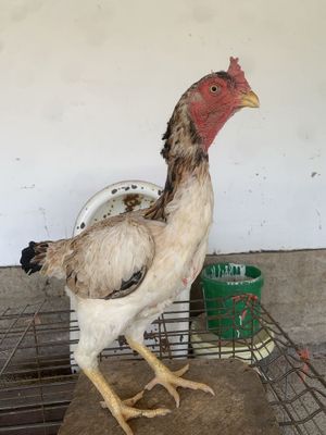 Toza kares sotiladi