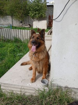 Afcharka nimetsky srocno sotiladi