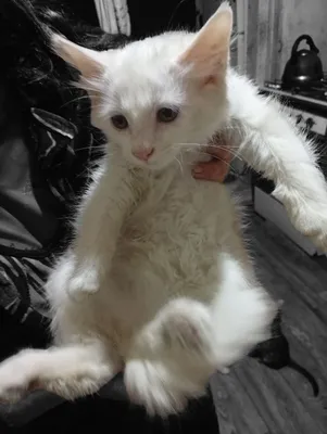 Продаются котята породы Ангора Турецкая