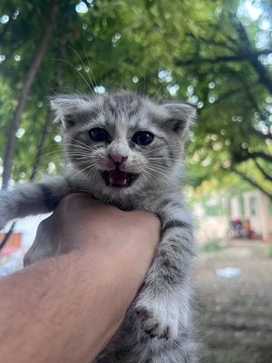 фолд мушуклар сотилади