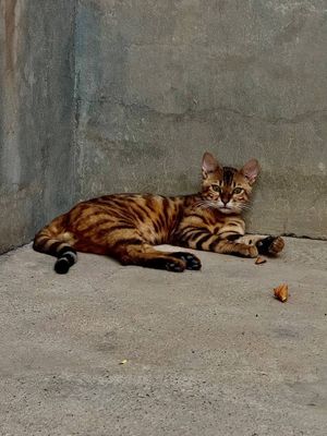Bengal mushugi erkak