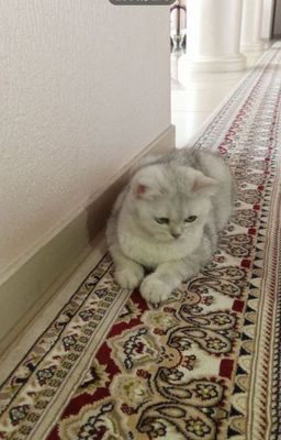 Британский серебристый шиншила
