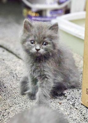 кошка шотландский