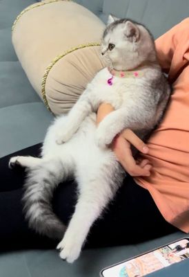 Серебристая шиншилла