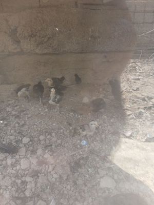 TOVUQ jojala optim sotiladi soni ko'p oladigan odam tel qisn