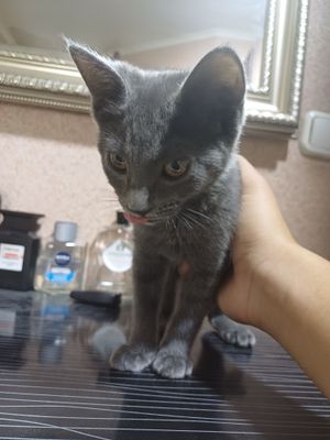 Кошка продаётся на хорошие руки