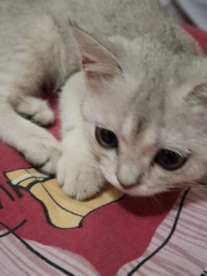 Кошка Британская Шиншила