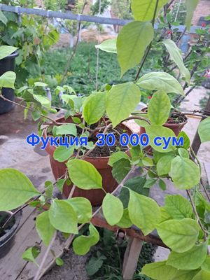 Продам срочно комнатные растения