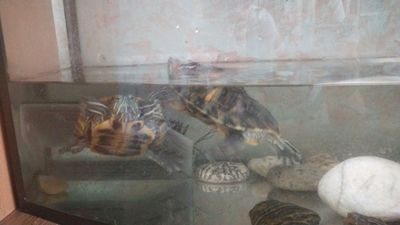 Продаются Красноухие черепахи