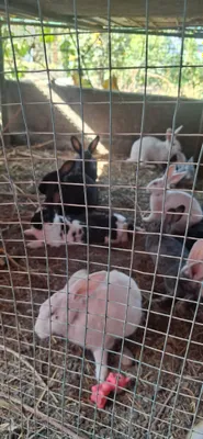 Продам Кроликов