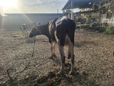 Sigir sotiladi srochna