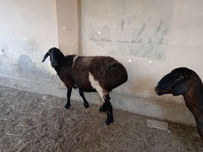 Qoylar sotiladi sogliq