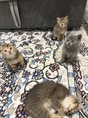 Mushuk bolalari srochni sotiladi.Iltimos aniq oladiganlar tel qisin