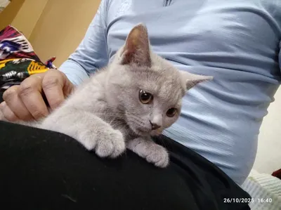 Toza Biritanskiy mushuk