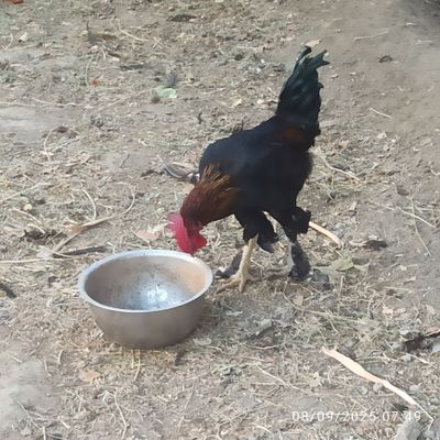 Andijon qora tovuq xoʻrozlari