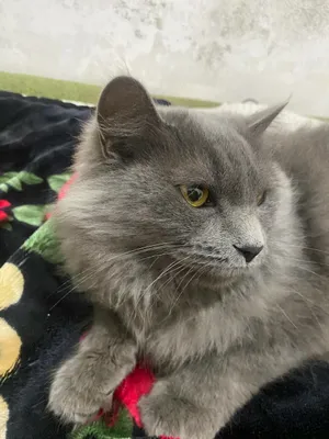 Muwuk srochniy sotladi