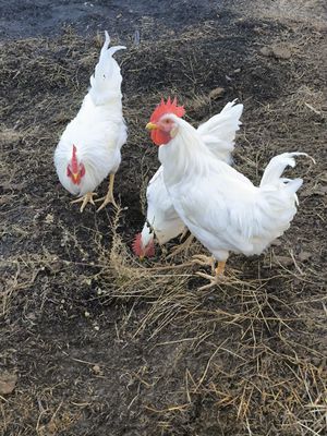 Nesushka xorozla sotiladi
