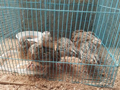 Bedana sotiladi oladiganlar aloqaga chiqing iltimos