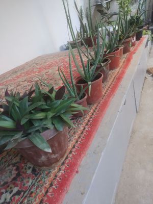 Aloe vera gullari . Sogʻlom oʻgʻitlangan. Biogomus va torf tuproqli.