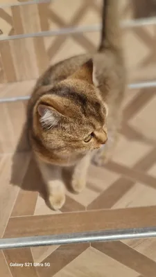 britaniskiy zolataya shinshila