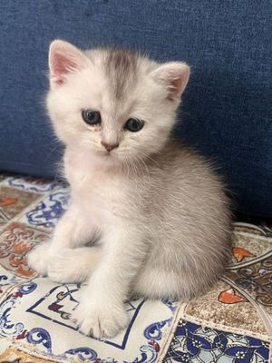 Серебристая шиншила