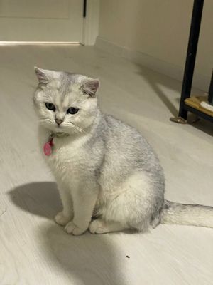 Шотландский Серебристая Шиншила