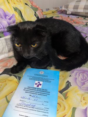 Веслоухая пародали мушук