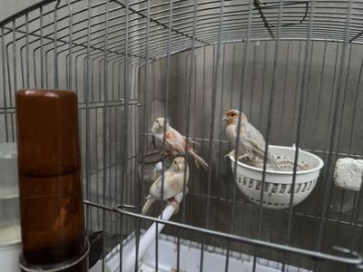 Канарейка пара сотилади