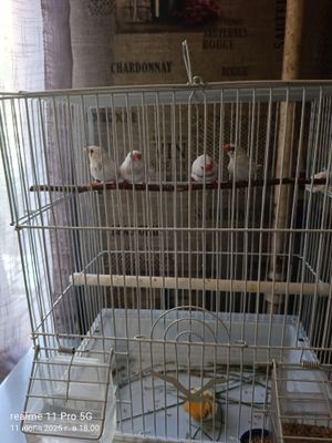 Продаются амадинки