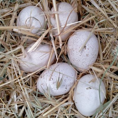 Kurka tuxumlari bor uruglangan