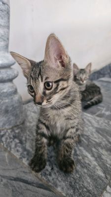 домашние котята, отдам в хорошие руки