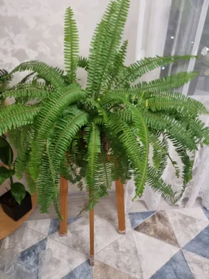 Папоротник королевский