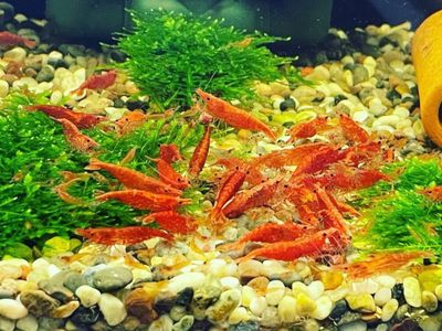 Krivetka sotiladi qizil limonniysi bor