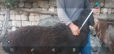 Зотдор кучкорлар