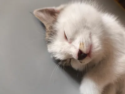 mushukcha sutdan chiqmagan